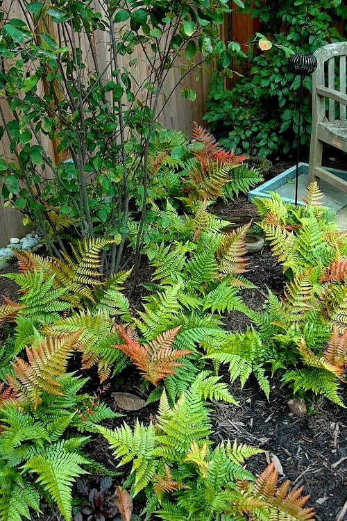  Autumn Brilliance Fern (Dryopteris Erythrosora) - 2.5 Quart Pot