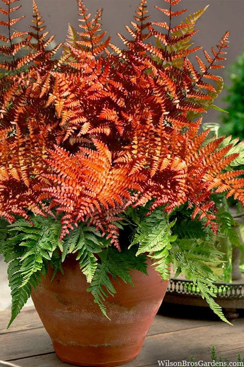  Autumn Brilliance Fern (Dryopteris Erythrosora) - 6 Pack Of 1 Gallon Pots