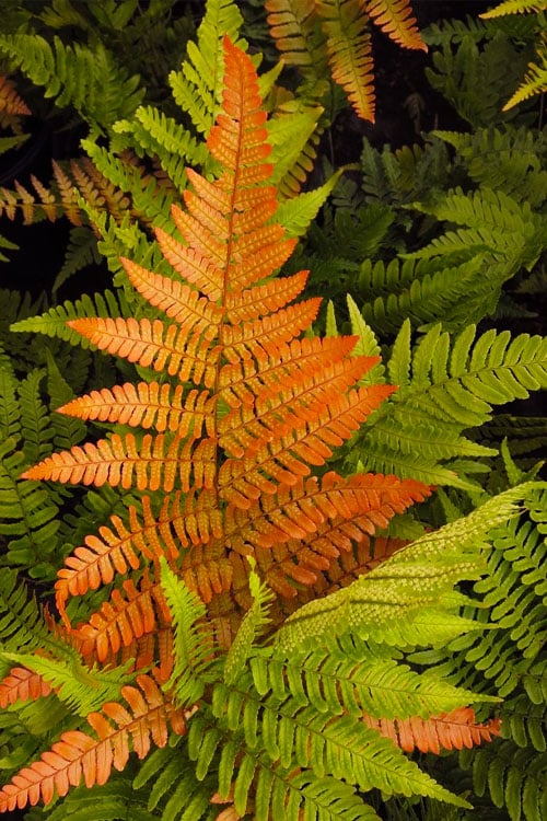  Autumn Brilliance Fern (Dryopteris Erythrosora) - 3 Gallon