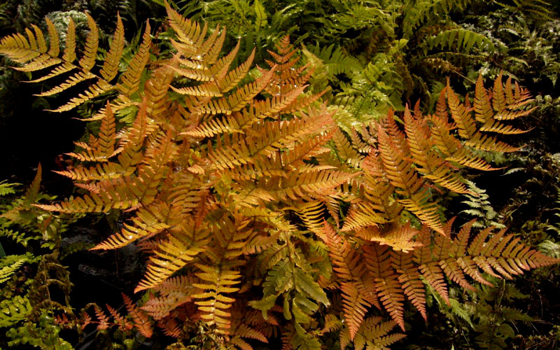  Autumn Brilliance Fern (Dryopteris Erythrosora) - 3 Gallon Pot