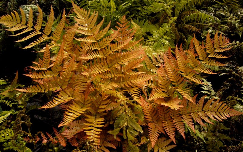  Autumn Brilliance Fern (Dryopteris Erythrosora) - 6 Pack Of 1 Gallon Pots