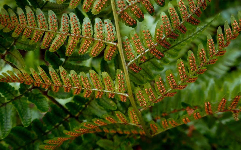  Autumn Brilliance Fern (Dryopteris Erythrosora) - 3 Gallon Pot