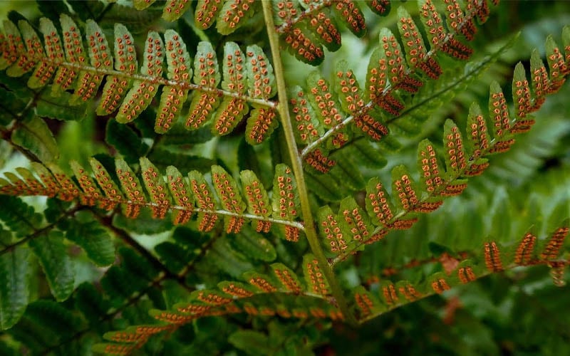  Autumn Brilliance Fern (Dryopteris Erythrosora) - 6 Pack Of 1 Gallon Pots
