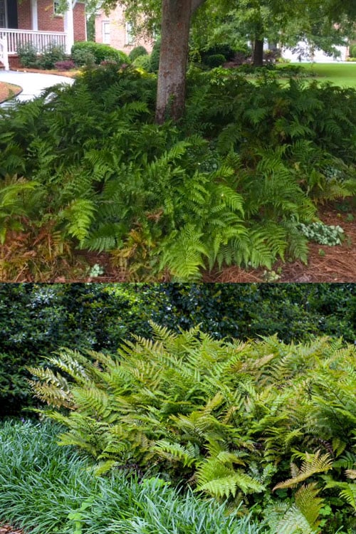  Autumn Brilliance Fern (Dryopteris Erythrosora) - 2.5 Quart Pot