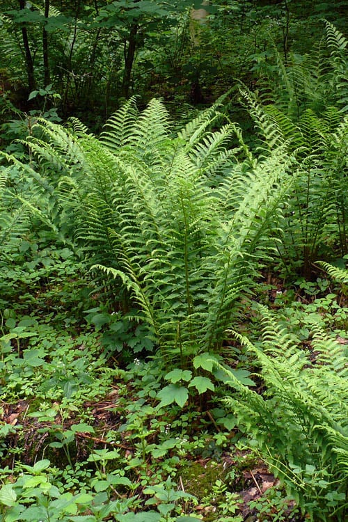  Male Fern (Dryopteris Felix-mas) - 1 Gallon Pot