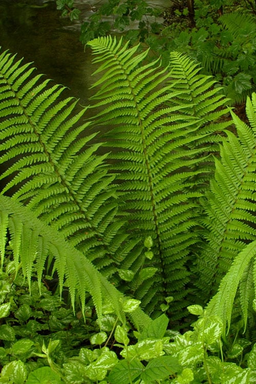  Male Fern (Dryopteris Felix-mas) - 1 Gallon Pot