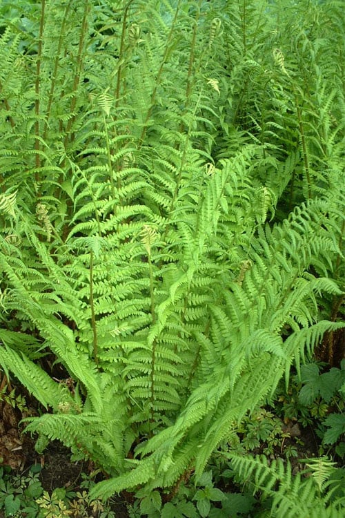  Male Fern (Dryopteris Felix-mas) - 1 Gallon Pot