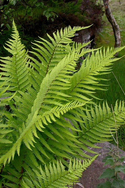  Male Fern (Dryopteris Felix-mas) - 1 Gallon Pot
