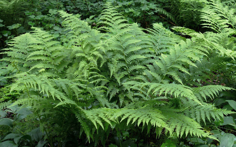  Southern Shield Fern (Dryopteris Ludoviciana) - 6 Pack Of 1 Gallon Pots