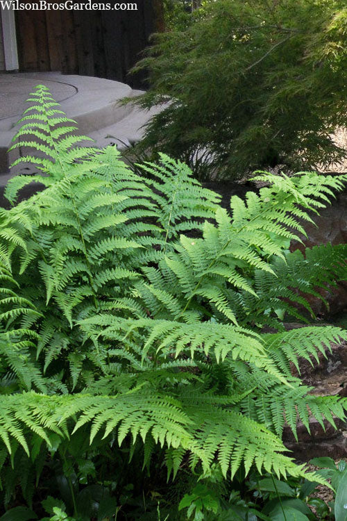  Southern Shield Fern (Dryopteris Ludoviciana) - 6 Pack Of 1 Gallon Pots