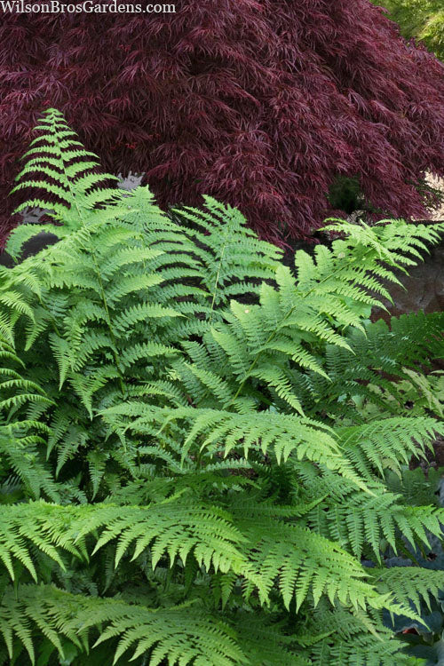  Southern Shield Fern (Dryopteris Ludoviciana) - 6 Pack Of 1 Gallon Pots