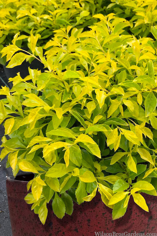  Gold Mound Duranta (Golden Dewdrop) - 3 Gallon Pot