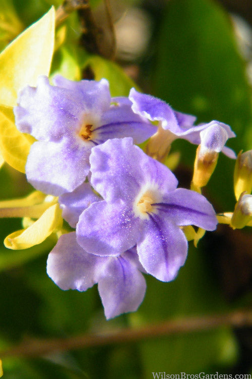  Gold Mound Duranta (Golden Dewdrop) - 3 Gallon Pot