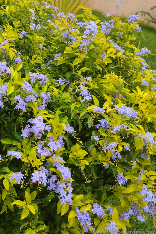 Gold Mound Duranta (Golden Dewdrop) - 3 Gallon Pot