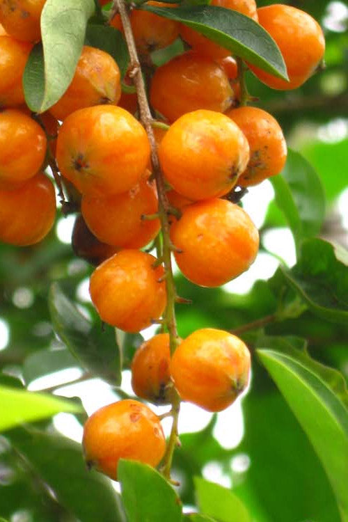  Gold Mound Duranta (Golden Dewdrop) - 3 Gallon Pot
