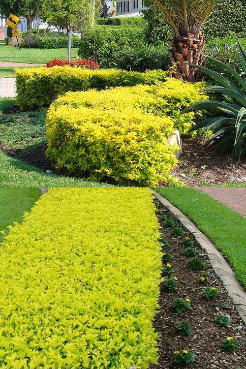  Gold Mound Duranta (Golden Dewdrop) - 3 Gallon Pot