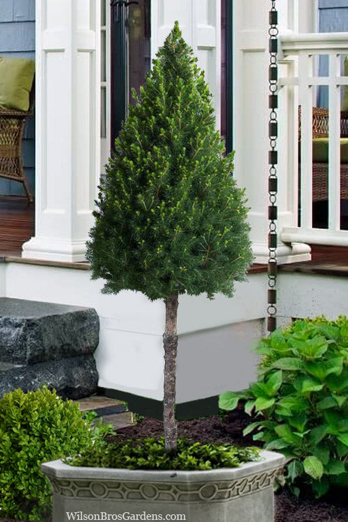  Dwarf Alberta Spruce Single Trunk Arrowhead Tree Form Topiary - 5 Gallon Pot