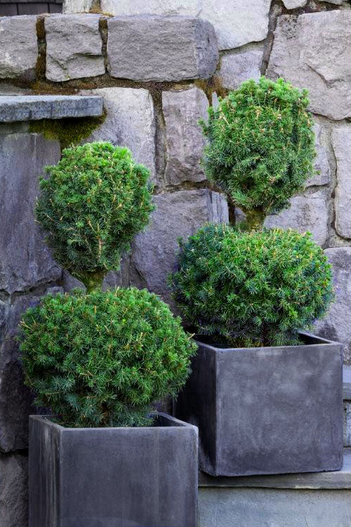  Poodle Tier Dwarf Alberta Spruce 2-Ball Poodle Tier Topiary - 2 Gallon Pot