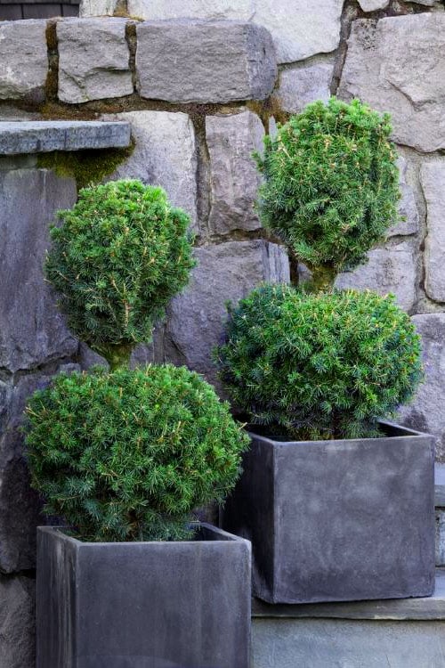  Poodle Tier Dwarf Alberta Spruce Topiary (2-Ball) - 2 Gallon Pot 