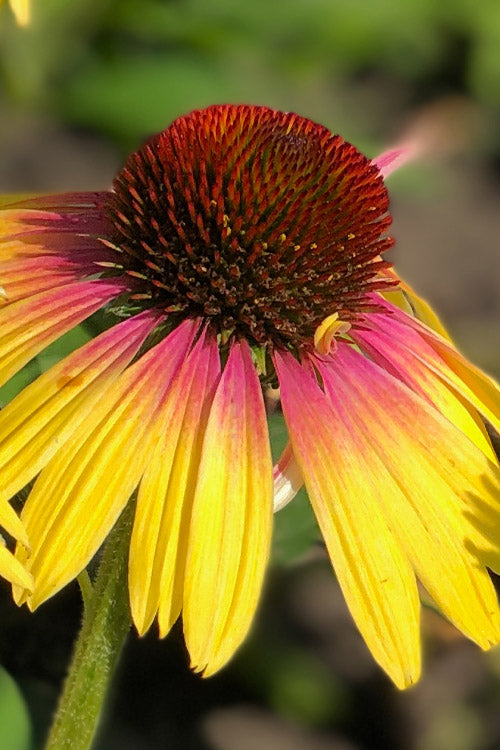  Yellow Rainbow Marcella Coneflower - 1 Gallon Pot