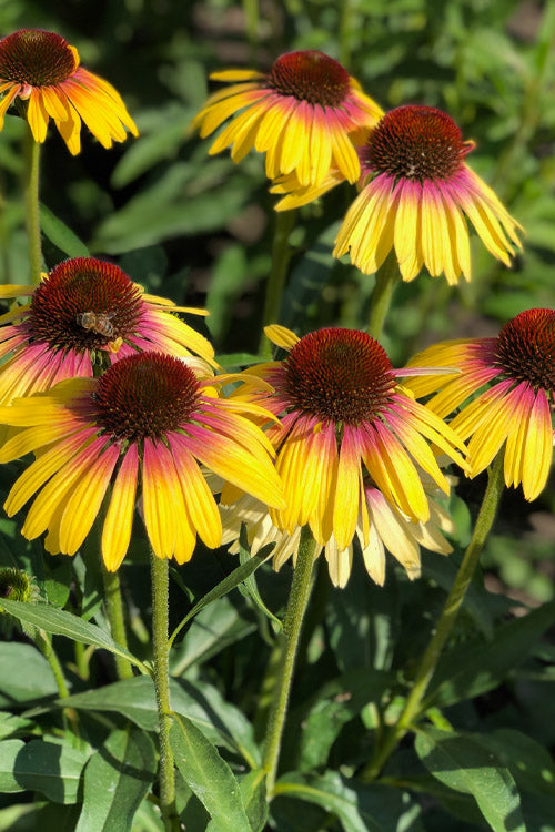  Yellow Rainbow Marcella Coneflower - 1 Gallon Pot