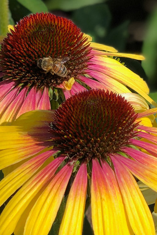  Yellow Rainbow Marcella Coneflower - 1 Gallon Pot