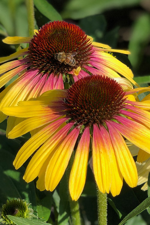  Yellow Rainbow Marcella Coneflower - 1 Gallon Pot