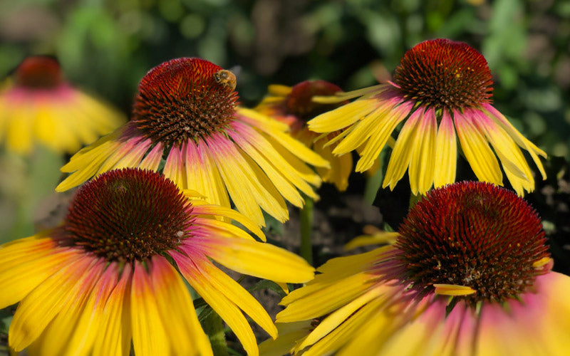  Yellow Rainbow Marcella Coneflower - 1 Gallon Pot