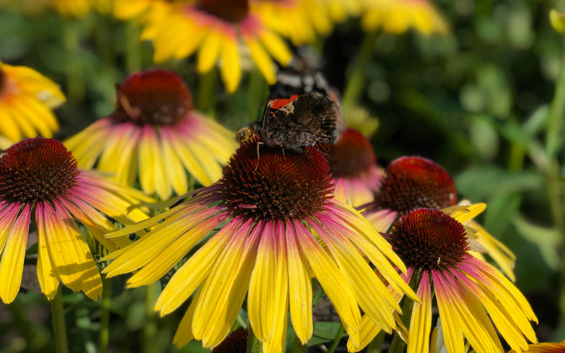  Yellow Rainbow Marcella Coneflower - 1 Gallon Pot