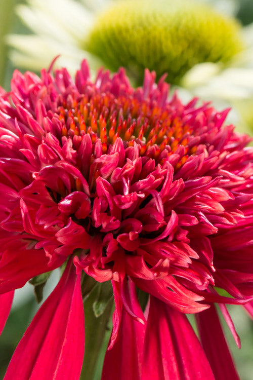  Double Scoop Cranberry Coneflower (Echinacea) - 1 Gallon Pot