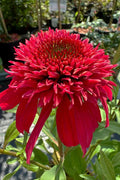  Double Scoop Cranberry Coneflower (Echinacea) - 1 Gallon Pot