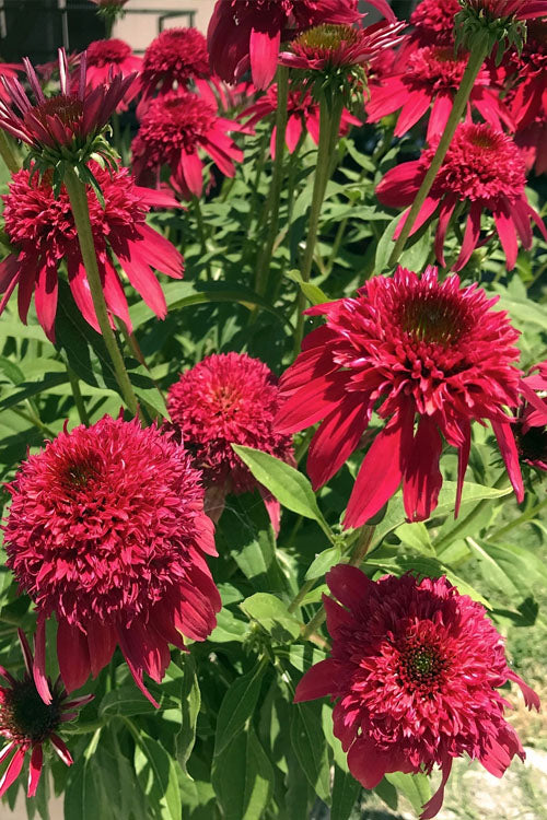  Double Scoop Cranberry Coneflower (Echinacea) - 1 Gallon Pot
