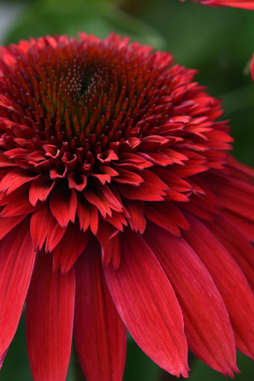  Double Scoop Strawberry Deluxe Coneflower (Echinacea) - 1 Gallon Pot