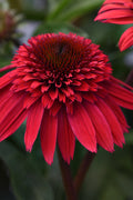  Double Scoop Strawberry Deluxe Coneflower (Echinacea) - 1 Gallon Pot
