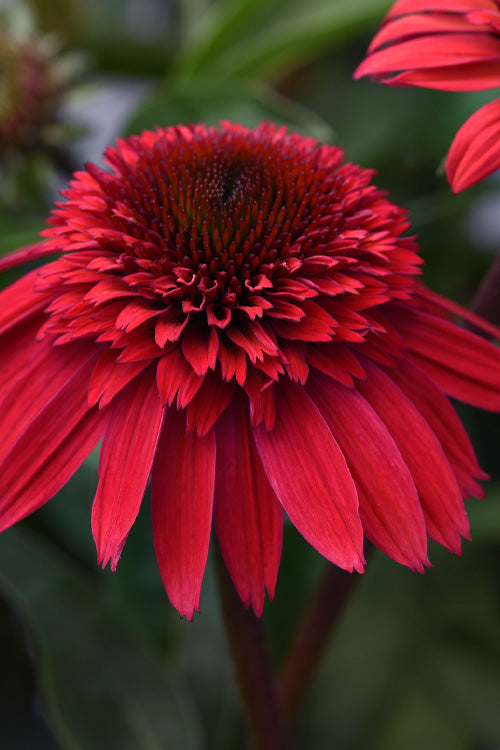  Double Scoop Strawberry Deluxe Coneflower (Echinacea) - 1 Gallon Pot