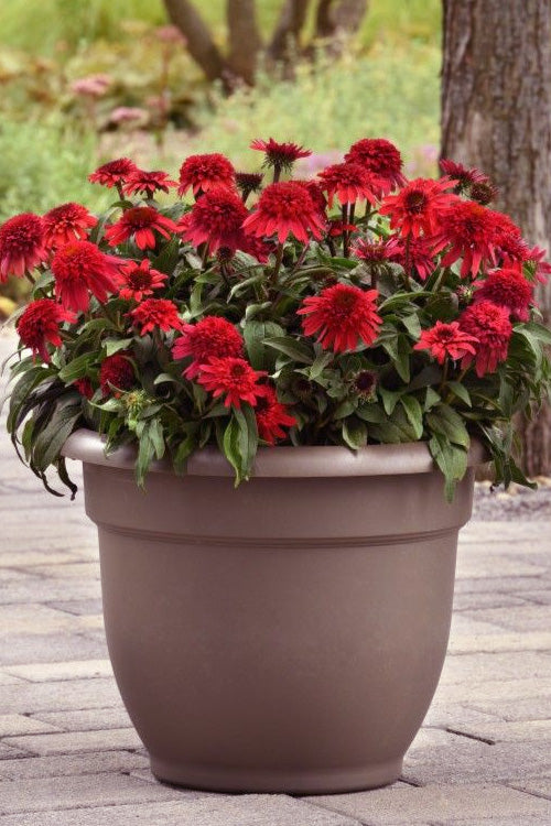  Double Scoop Strawberry Deluxe Coneflower (Echinacea) - 1 Gallon Pot