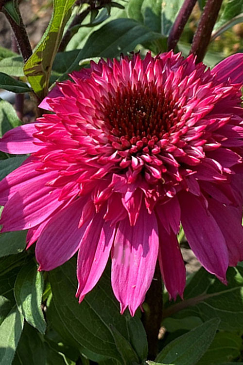  Double Scoop Watermelon Deluxe Coneflower (Echinacea) - 1 Gallon Pot