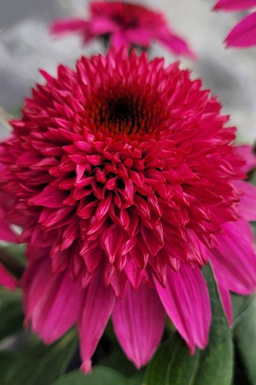  Double Scoop Watermelon Deluxe Coneflower (Echinacea) - 1 Gallon Pot