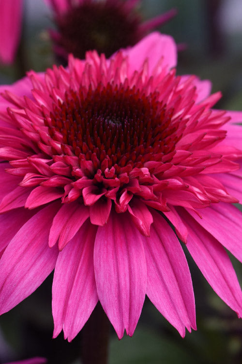  Double Scoop Watermelon Deluxe Coneflower (Echinacea) - 1 Gallon Pot