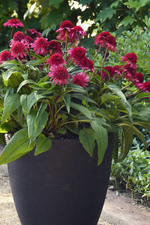  Double Scoop Watermelon Deluxe Coneflower (Echinacea) - 1 Gallon Pot