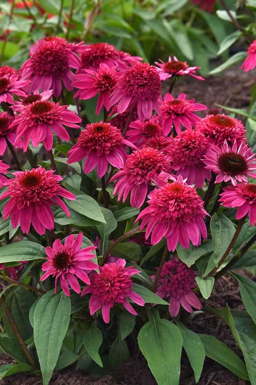  Double Scoop Watermelon Deluxe Coneflower (Echinacea) - 1 Gallon Pot