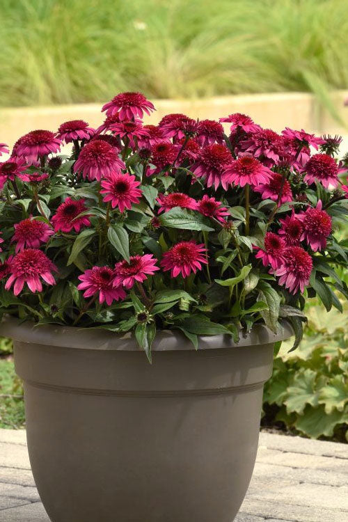  Double Scoop Watermelon Deluxe Coneflower (Echinacea) - 1 Gallon Pot