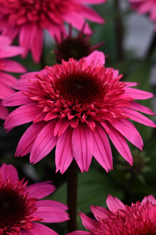  Double Scoop Watermelon Deluxe Coneflower (Echinacea) - 1 Gallon Pot