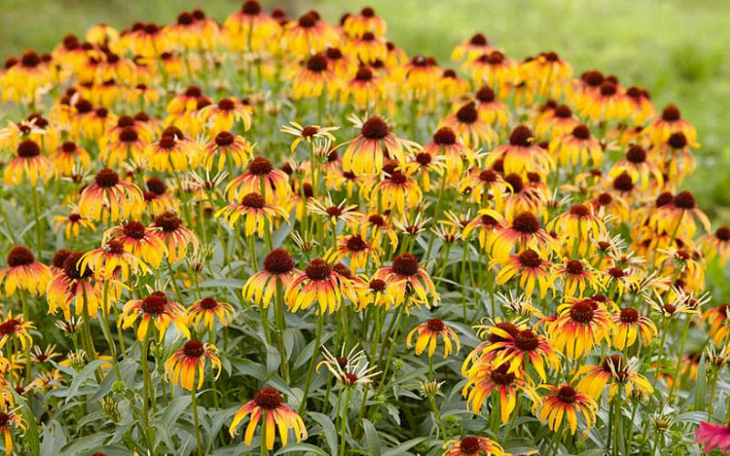  Fiery Meadow Mama Coneflower (Echinacea) - 6 Pack Of 1 Gallon Pots