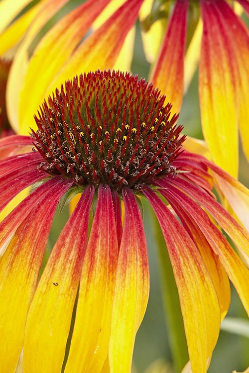  Fiery Meadow Mama Coneflower (Echinacea) - 6 Pack Of 1 Gallon Pots