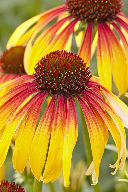  Fiery Meadow Mama Coneflower (Echinacea) - 6 Pack Of 1 Gallon Pots