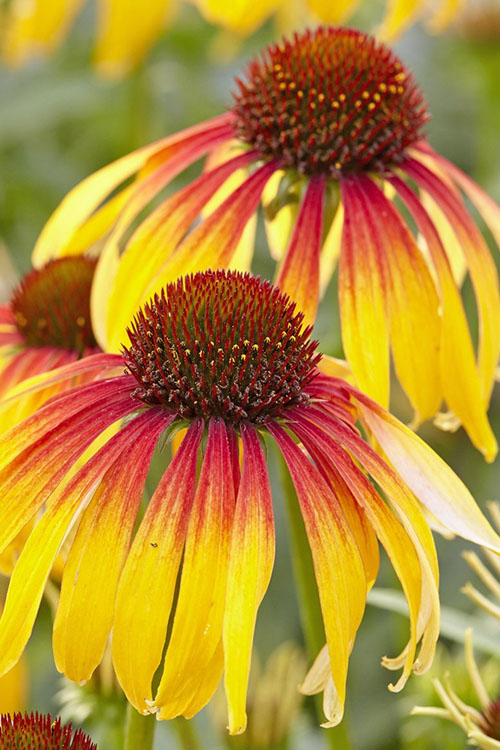  Fiery Meadow Mama Coneflower (Echinacea) - 6 Pack Of 1 Gallon Pots
