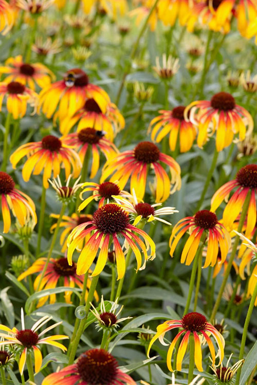  Fiery Meadow Mama Coneflower (Echinacea) - 6 Pack Of 1 Gallon Pots