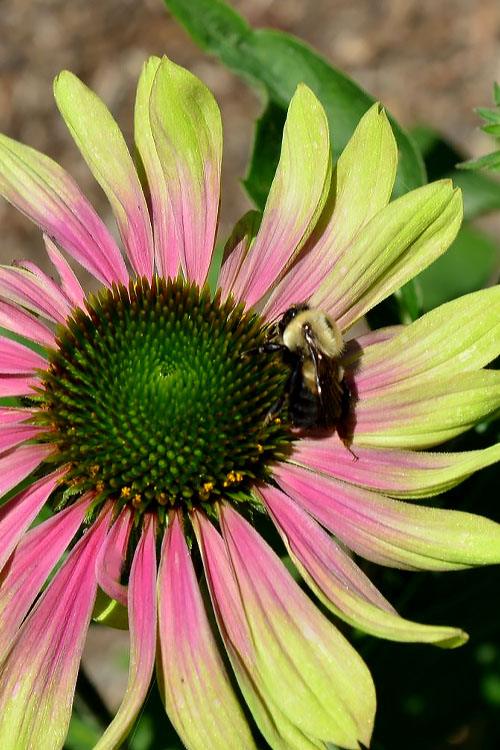  Green Twister Coneflower (Echinacea) - 2.5 Quart Pot