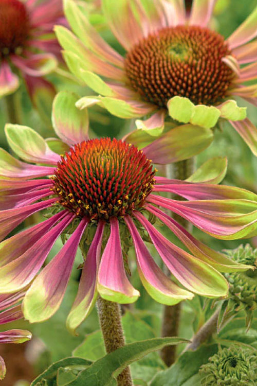  Green Twister Coneflower (Echinacea) - 2.5 Quart Pot